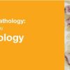 Classic Lectures in Pathology: What You Need to Know: Hematopathology 2019