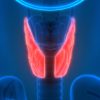 Harvard Clinical Endocrinology 2022
