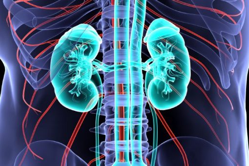 Mayo Clinic Nephrology and Transplantation for the Clinician 2022 (Videos+Assessment Quiz)