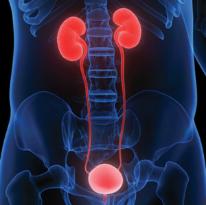 Comprehensive Review of Urology 2021 (Videos)