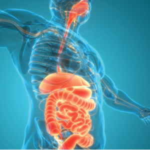 Gastroenterology and Hepatology Board Review 2023 (Videos) Gastroenterology and Hepatology Board Review 2023 Videos