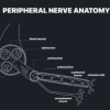 MRI Online MRI Mastery Series: Nerve Imaging – Entrapment Neuropathy and Tumor Imaging of Nerves 2021