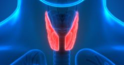 Harvard Clinical Endocrinology 2022