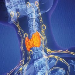 The Brigham Board Review and Comprehensive Update Endocrinology 2025