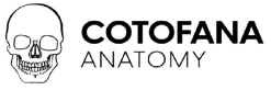 Cotofana Anatomy Online Anatomy Courses (Professor Cotofana Anatomy Review)