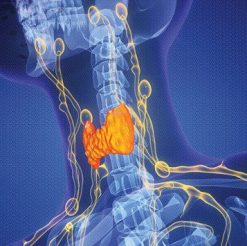 The Brigham Board Review and Comprehensive Update in Endocrinology 2025 (Videos + Slides PDFs)