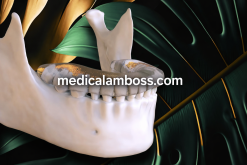 OHI-S Online congress on evidence-based temporomandibular disorders and bruxism