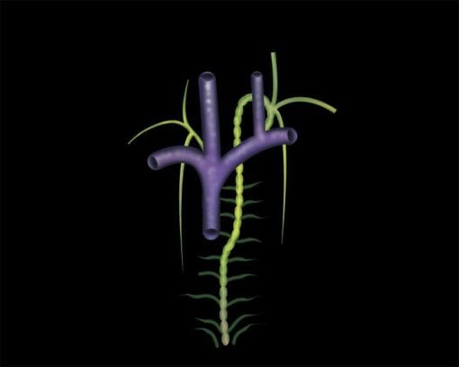 MRIOnline Mastery Series: Brachial Plexus 2022 (VIDEOS)